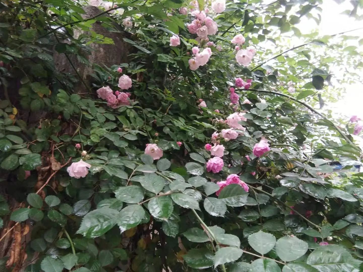 心中無塵，歲月生香