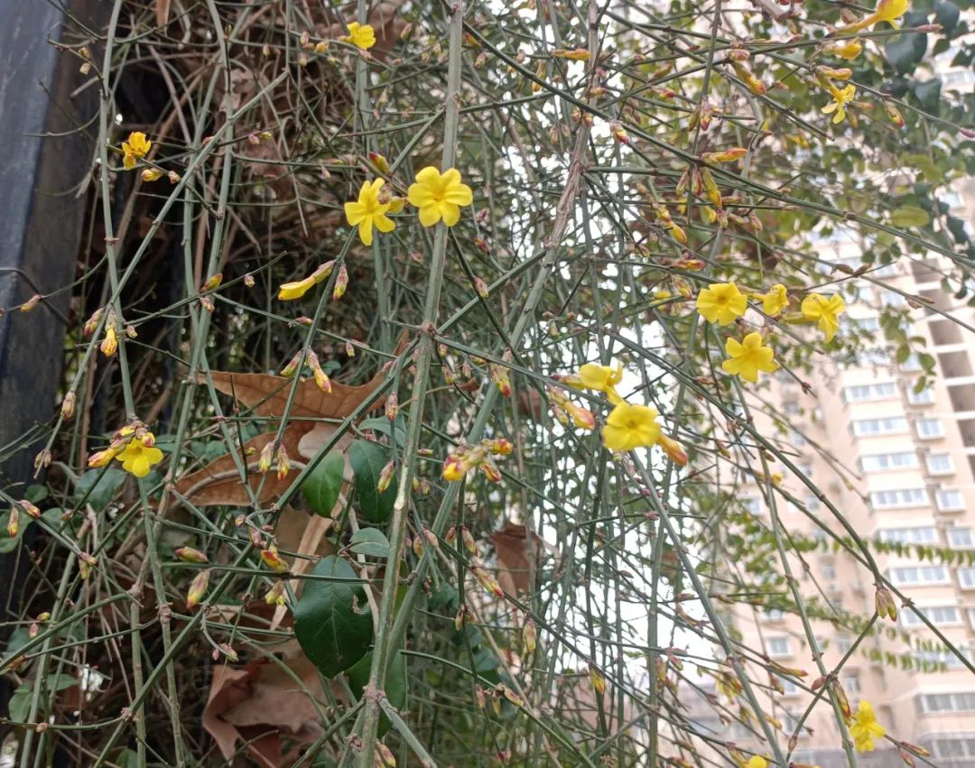迎春花開(kāi)，奔赴希望之約