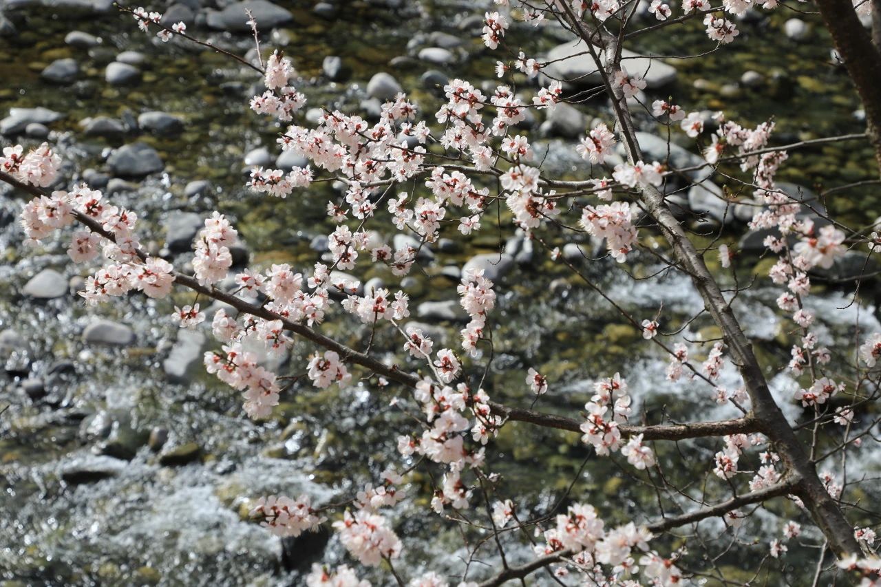 迎春的私語(yǔ)