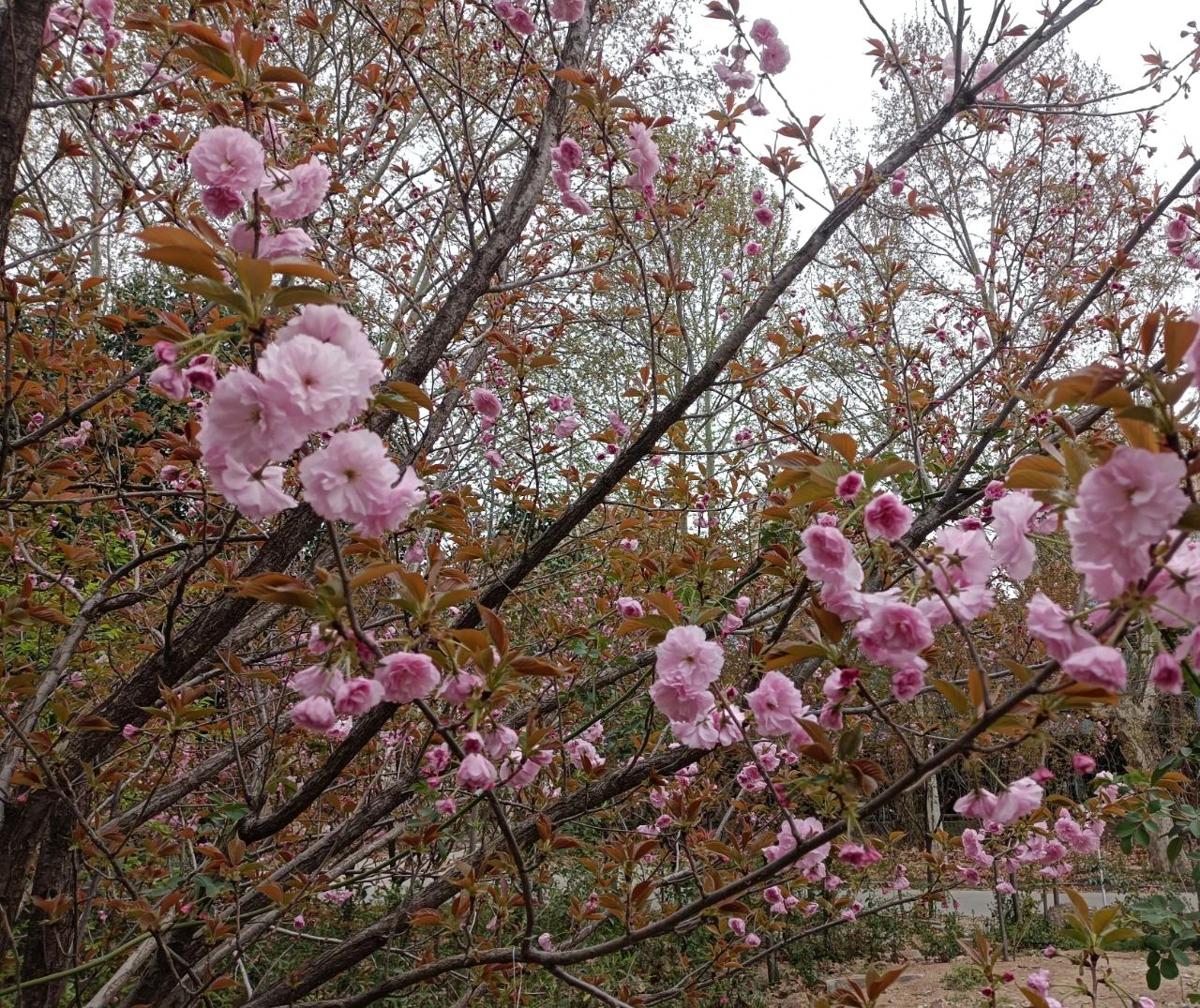 櫻花樹(shù)下的思念